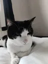cookie_rest