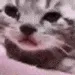 SadCatCry SadCatCry