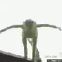 Suicide_Kermit