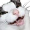 cathaha