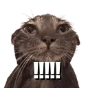 FUCK_exclamation