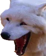 KEKW