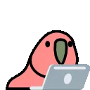 laptop_parrot