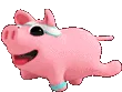 pigexercise