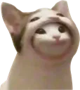 Cat_InCat Cat_InCat