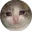 cat_cry