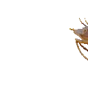 FeeshSwim FeeshSwim