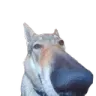 sniffa