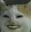 Lmeow Lmeow