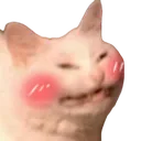 kittyblush kittyblush