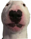dog Discord emoji