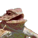 lizard