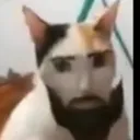 chadcat