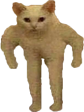 catt Discord emoji