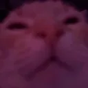 E_catstare5