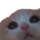 Kitter