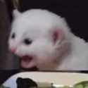 CC_Cat_scream2