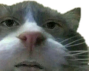 WaitWut Discord emoji