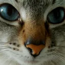 kat kat