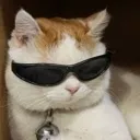useriouscat useriouscat