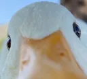DUK