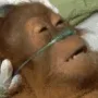 Dyingmonkey