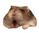 pog