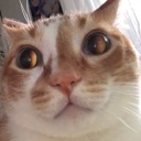 catgrungus Discord emoji