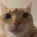 catstare