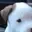 woof