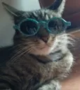 coolcat Discord Emoji