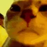 Vibe_Cat