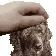 PetTheTess