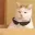 cat_cool