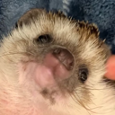 melle Discord emoji
