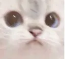 cat1_wut