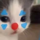 1gatinpalhaco 1gatinpalhaco