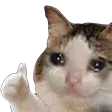 CatThumbsup CatThumbsup