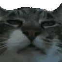 berbop