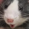 RWpograt