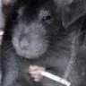 ratsmoke