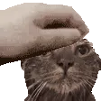 CIwalidpet CIwalidpet