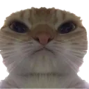 ayo
