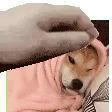 petTheStar