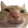 CatSmile CatSmile
