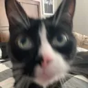 AU_catstare Discord Emoji