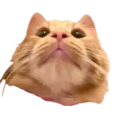 mightybonnie