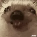 hog