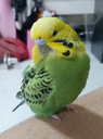 ParsleyCheekFloof Discord emoji