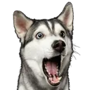 dogchamp